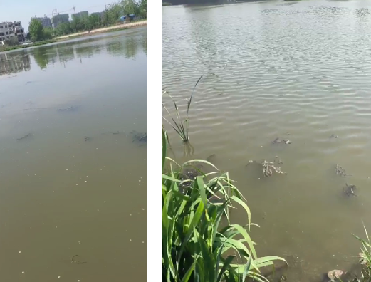 河道治理专用菌