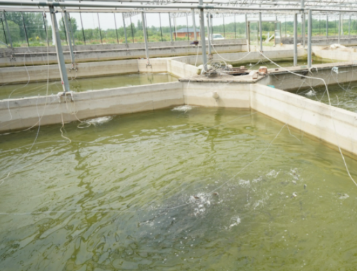 水产氨氮去除菌