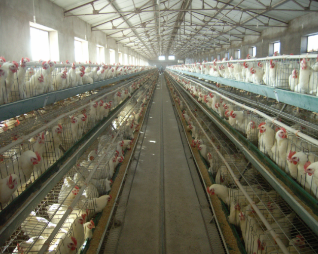 养殖场的臭味来源是什么，能用生物除臭剂去除吗？